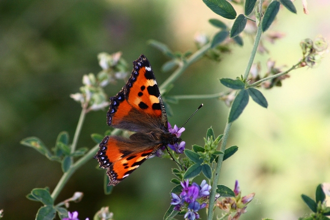 La mia prima Aglais urticae